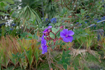 purple flower blossom