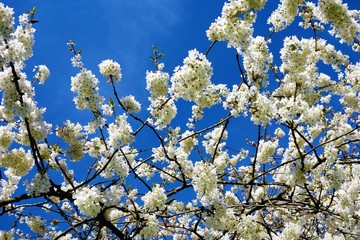 cherry blossom in spring