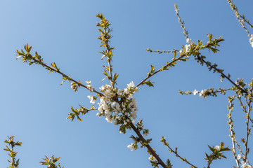 Branche de fleur de cerisier
