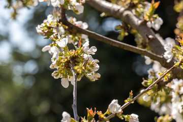 Fleurs de cerisier