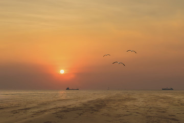 seagull birds flying in sunset over the sea
