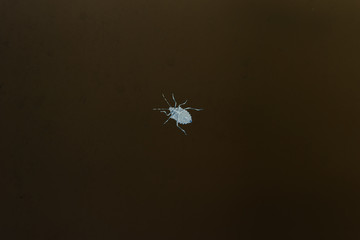 Bottom part of big bug against black background