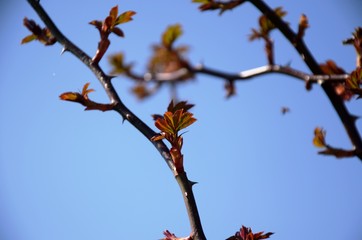 close up branch with young red and green leaves of spray roses on blue sky background. rose bush growing in soil in garden in spring sunny day. copy space