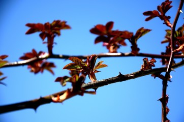 close up branch with young red and green leaves of spray roses on blue sky background. rose bush growing in soil in garden in spring sunny day. copy space