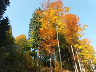 Fototapeta premium autumn in the park