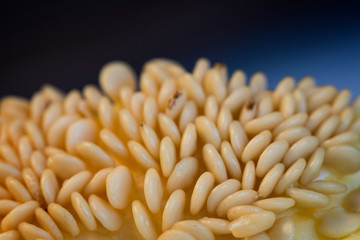 Macro close-up of seeds of bell pepper (or sweet pepper, pepper or capsicum). Abstract image.