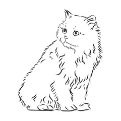 cute pet cat, realistic vector sketch illustration