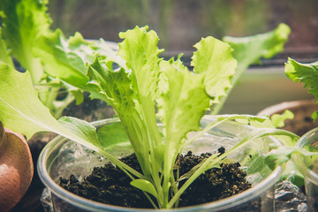 Growing healthy, vegetarian food at home with your own hands. Lettuce leaves grow in a transparent plastic cup on the windowsill.
