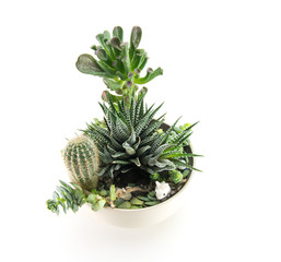 Various green succulents in a white ceramic pot. Cactus and different green flowers, a small white hare in a cup on a white isolated background.