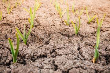 The early shoots of the garlic, the concept of farming