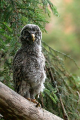 great grey owl cub