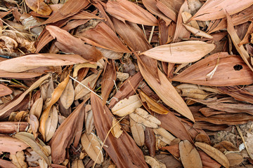 Dry leaves on the ground