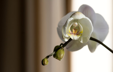 Ramo di orchidea bianco © Arianna
