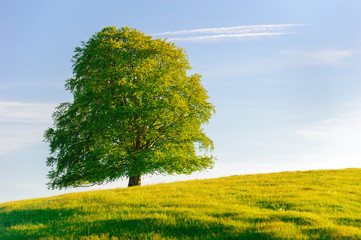 single beech tree wirh perfect treetop in meadow