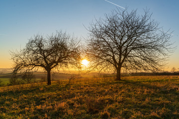 Fototapeta na wymiar Sonnenuntergang zwischen zwei Bäumen