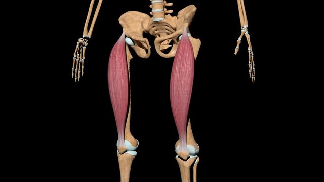Rectus Femoris Muscles on Skeleton