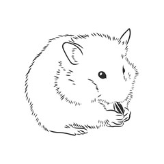 cute hamster, pet, rodent, vector sketch illustration