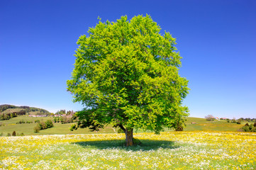 single big beech tree in field with perfect treetop