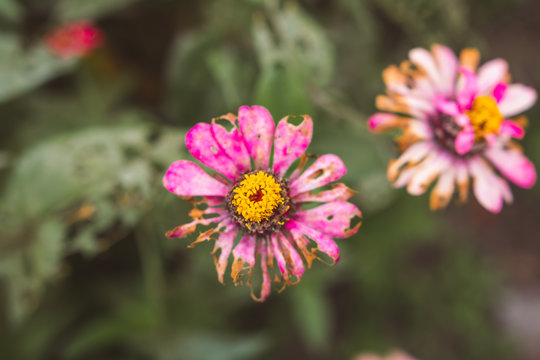Dry and withered Zinnia flower. Blur background.