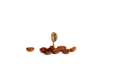 green baby plant.A sprout of coffee among coffee beans. Business growth concept. on a white background