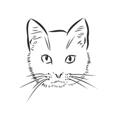 portrait of a cat, domestic cat, vector illustration of a sketch