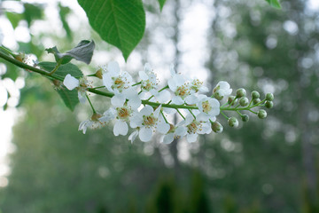 white cherry blossom