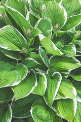 Hosta flower (Funkia, plantain lilies) in the garden