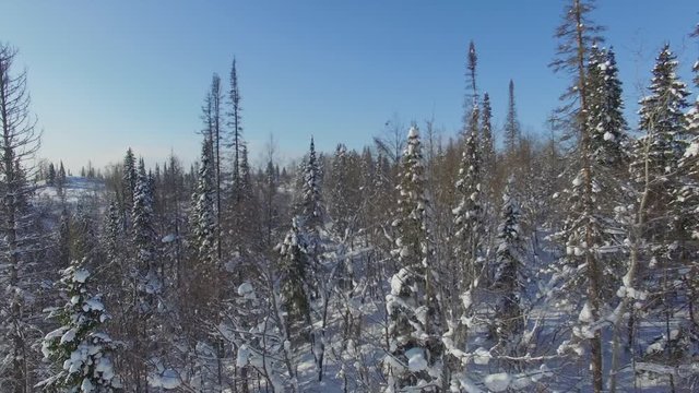 flying over trees in winter