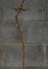 Termite mud tubes on a concrete wall