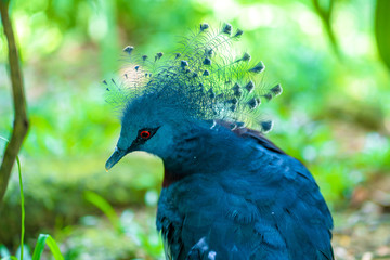 Unusual Crowned Pigeon in a green park. beauty of nature. Bird watching