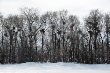 Beautiful picturesque spring or winter landscape: many bird's nests on top of a tree. natural habitat