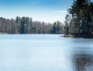 lake in the forest