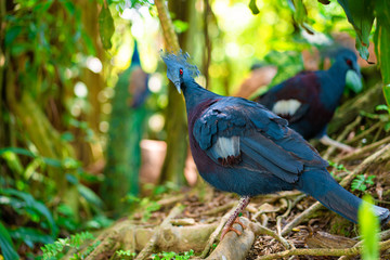 Unusual crowned dove in a green park cleans feathers. Beauty of nature. Bird watching