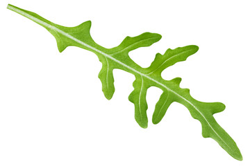 Arugula, rocket, eruca, rucola, isolated on white background, clipping path, full depth of field