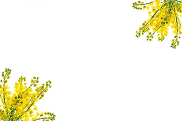 Pattern made of yellow blossom flowers on white background, isolated.