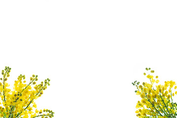 Pattern made of yellow blossom flowers on white background, isolated.