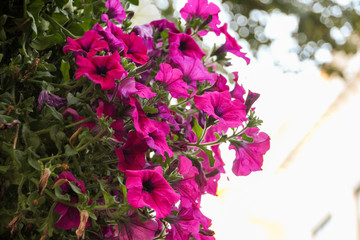 Pink flowers with a burnt background