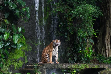 Foto auf Glas Close up tiger sit down in front of the waterfall © pumppump