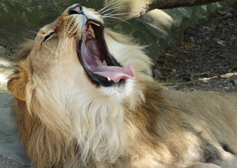 Zoo-Antwerp-Belgium