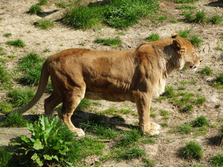 Zoo-Antwerpen-Belgium