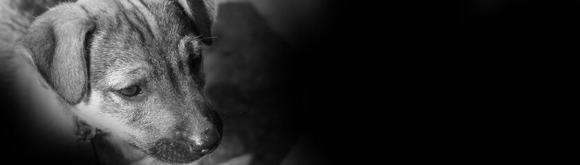puppy in black and white banner
