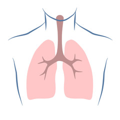 Healthy Lung Human Anatomy Vector Illustration