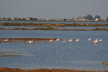 Flamencos Delta del Ebro