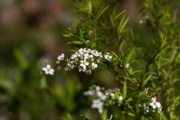 spring blossomed in the garden