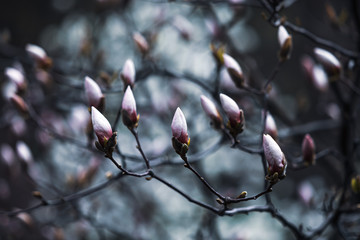 Magnolia tree blossom.