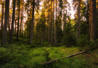 Fototapeta premium Beautiful old forest with moss-covered soil and sunbeams through the trees. Wild landscape nature