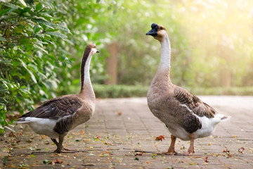 Two geese are feeding grass in a public park.