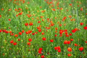Allphotokz Poppy 20160508 6323 D810 S