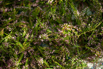 Branches of Heather. Background