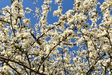 Beautiful blossoming plum tree on a nice spring day